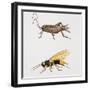 House Cricket (Acheta Domestica)-null-Framed Giclee Print