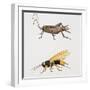 House Cricket (Acheta Domestica)-null-Framed Giclee Print