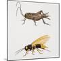 House Cricket (Acheta Domestica)-null-Mounted Giclee Print