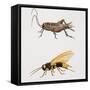 House Cricket (Acheta Domestica)-null-Framed Stretched Canvas