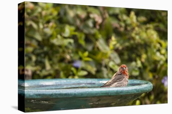 House Finch at the Backyard Bird Bath-Michael Qualls-Stretched Canvas