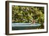 House Finch at the Backyard Bird Bath-Michael Qualls-Framed Photographic Print