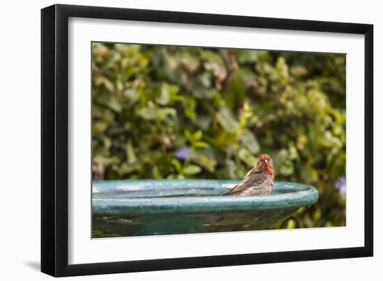 House Finch at the Backyard Bird Bath-Michael Qualls-Framed Photographic Print