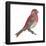 House Finch (Carpodacus Mexicanus), Birds-Encyclopaedia Britannica-Framed Poster