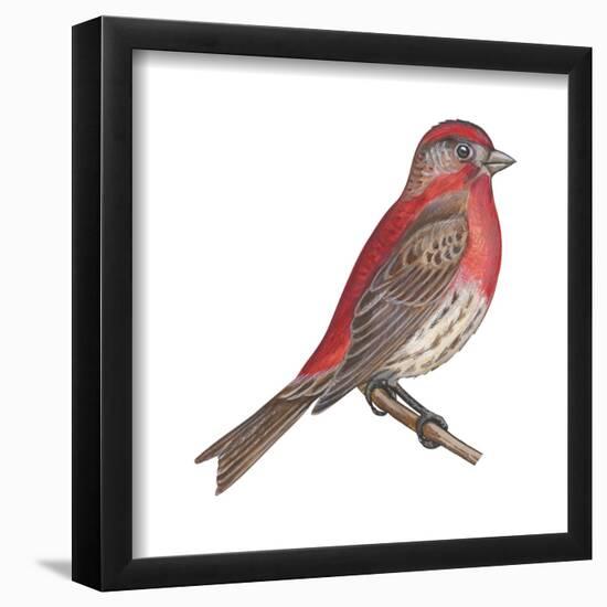 House Finch (Carpodacus Mexicanus), Birds-Encyclopaedia Britannica-Framed Poster