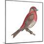 House Finch (Carpodacus Mexicanus), Birds-Encyclopaedia Britannica-Mounted Poster