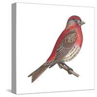 House Finch (Carpodacus Mexicanus), Birds-Encyclopaedia Britannica-Stretched Canvas