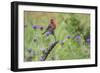House Finch, Carpodacus Mexicanus, male perched-Larry Ditto-Framed Photographic Print