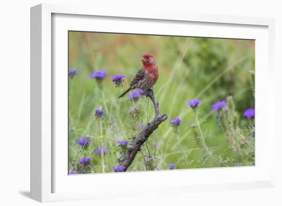 House Finch, Carpodacus Mexicanus, male perched-Larry Ditto-Framed Photographic Print