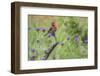 House Finch, Carpodacus Mexicanus, male perched-Larry Ditto-Framed Photographic Print