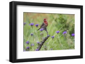 House Finch, Carpodacus Mexicanus, male perched-Larry Ditto-Framed Photographic Print