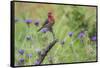 House Finch, Carpodacus Mexicanus, male perched-Larry Ditto-Framed Stretched Canvas