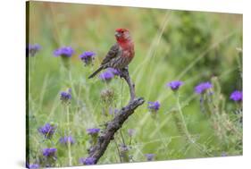 House Finch, Carpodacus Mexicanus, male perched-Larry Ditto-Stretched Canvas