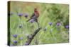 House Finch, Carpodacus Mexicanus, male perched-Larry Ditto-Stretched Canvas