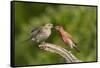 House Finch, Carpodacus Mexicanus, pair bonding-Larry Ditto-Framed Stretched Canvas