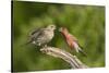 House Finch, Carpodacus Mexicanus, pair bonding-Larry Ditto-Stretched Canvas