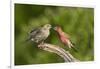 House Finch, Carpodacus Mexicanus, pair bonding-Larry Ditto-Framed Photographic Print