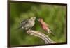 House Finch, Carpodacus Mexicanus, pair bonding-Larry Ditto-Framed Photographic Print