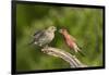 House Finch, Carpodacus Mexicanus, pair bonding-Larry Ditto-Framed Photographic Print