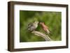 House Finch, Carpodacus Mexicanus, pair bonding-Larry Ditto-Framed Photographic Print