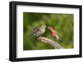 House Finch, Carpodacus Mexicanus, pair bonding-Larry Ditto-Framed Photographic Print