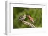 House Finch, Carpodacus Mexicanus, pair bonding-Larry Ditto-Framed Photographic Print