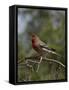 House Finch (Carpodacus Mexicanus)-James Hager-Framed Stretched Canvas