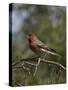 House Finch (Carpodacus Mexicanus)-James Hager-Stretched Canvas