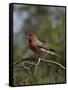 House Finch (Carpodacus Mexicanus)-James Hager-Framed Stretched Canvas