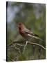 House Finch (Carpodacus Mexicanus)-James Hager-Stretched Canvas