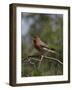 House Finch (Carpodacus Mexicanus)-James Hager-Framed Photographic Print