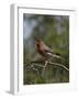 House Finch (Carpodacus Mexicanus)-James Hager-Framed Photographic Print