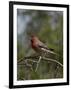 House Finch (Carpodacus Mexicanus)-James Hager-Framed Photographic Print