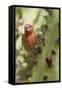 House Finch Eats Cactus Fruit-Hal Beral-Framed Stretched Canvas