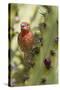 House Finch Eats Cactus Fruit-Hal Beral-Stretched Canvas