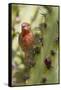 House Finch Eats Cactus Fruit-Hal Beral-Framed Stretched Canvas