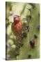 House Finch Eats Cactus Fruit-Hal Beral-Stretched Canvas