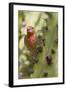 House Finch Eats Cactus Fruit-Hal Beral-Framed Photographic Print