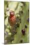 House Finch Eats Cactus Fruit-Hal Beral-Mounted Photographic Print