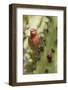 House Finch Eats Cactus Fruit-Hal Beral-Framed Photographic Print