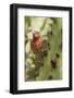 House Finch Eats Cactus Fruit-Hal Beral-Framed Photographic Print