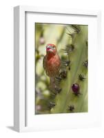 House Finch Eats Cactus Fruit-Hal Beral-Framed Photographic Print