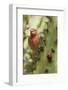 House Finch Eats Cactus Fruit-Hal Beral-Framed Photographic Print