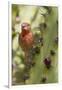 House Finch Eats Cactus Fruit-Hal Beral-Framed Photographic Print