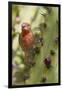 House Finch Eats Cactus Fruit-Hal Beral-Framed Photographic Print