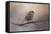 House Finch in January-Jai Johnson-Framed Stretched Canvas