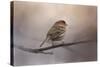 House Finch in January-Jai Johnson-Stretched Canvas