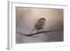 House Finch in January-Jai Johnson-Framed Giclee Print