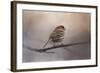 House Finch in January-Jai Johnson-Framed Giclee Print