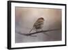 House Finch in January-Jai Johnson-Framed Giclee Print